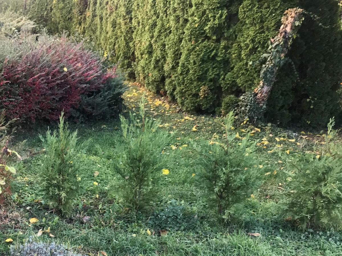 Feng Shui Wellness Apartmanhaz Héviz Zewnętrze zdjęcie